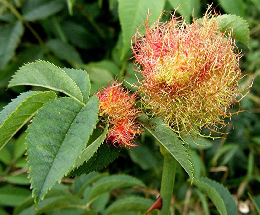 Rose Bedeguar Galls