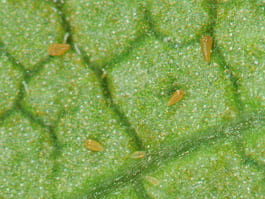 Rust Mites