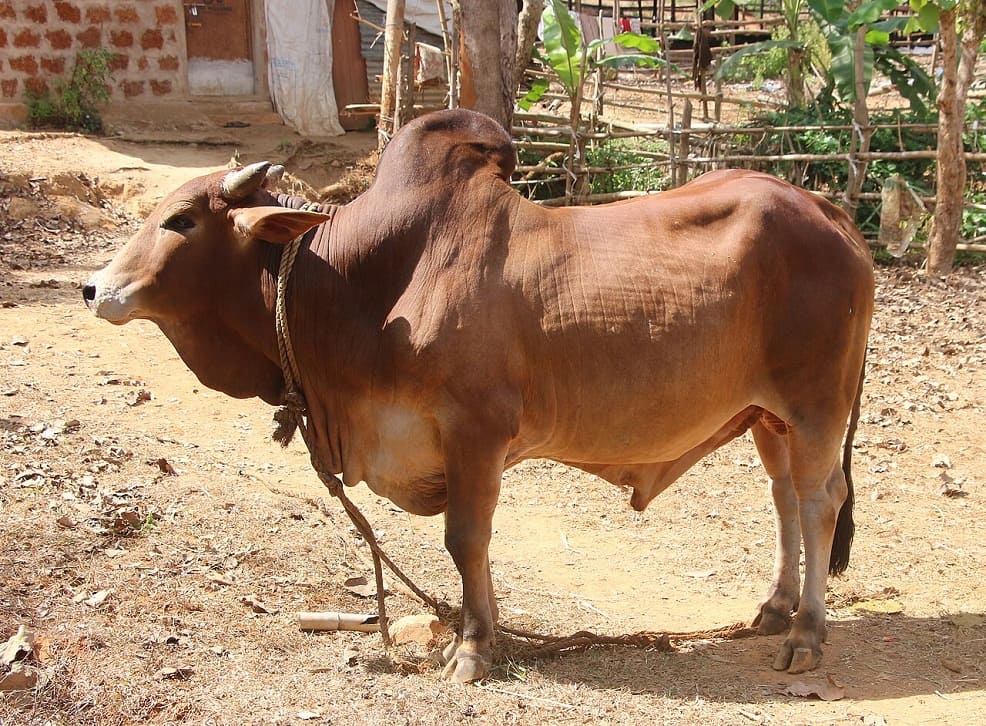 Sahiwal cattle