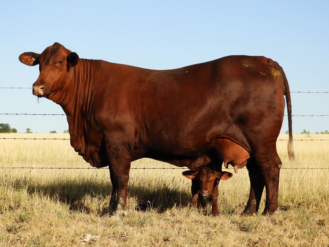 Santa Gertrudis cattle