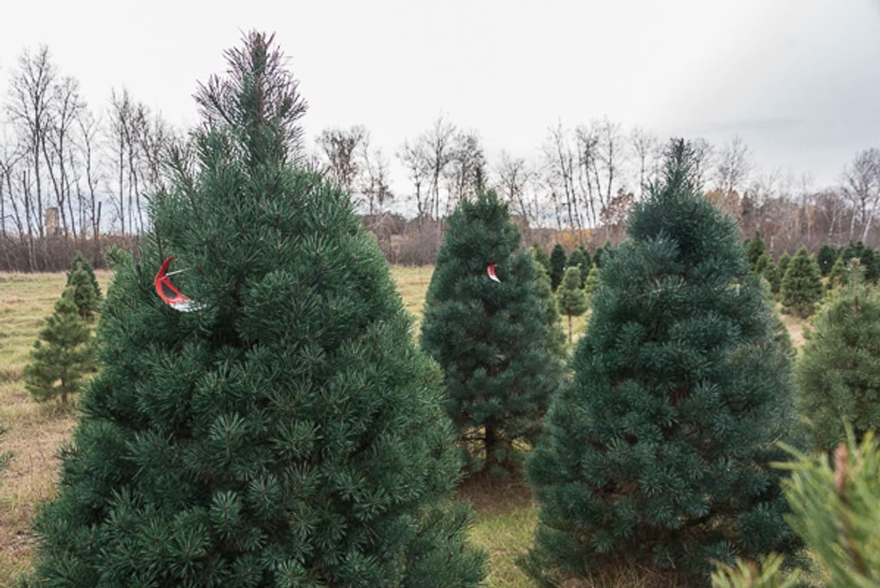 Scotch Pine