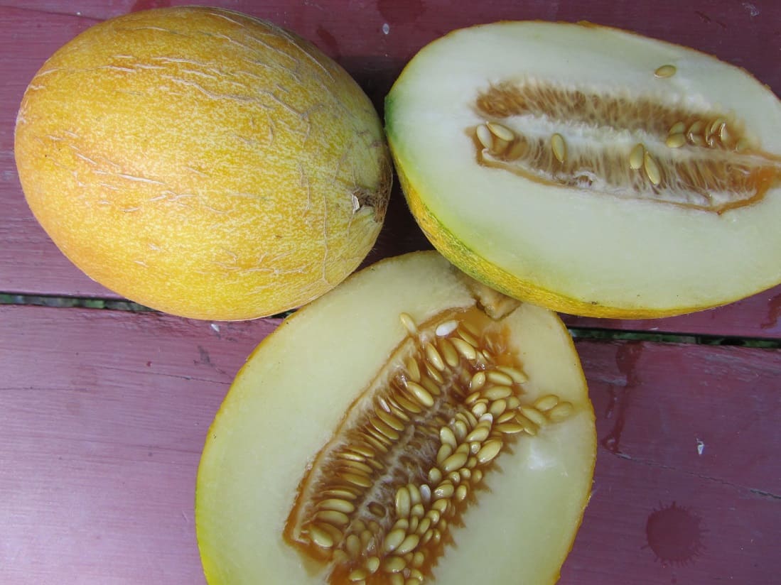 Sharlyn melon