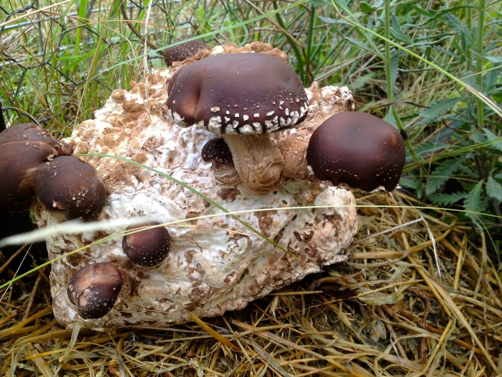 Shiitake Mushrooms