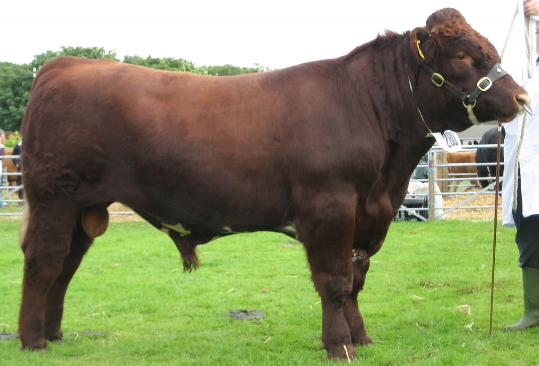 Shorthorn cattle