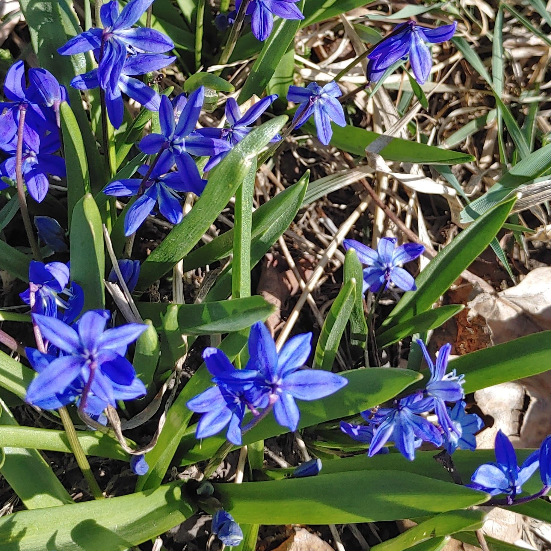 Siberian squill (Scilla siberica)