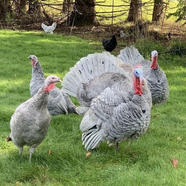 Slate turkey