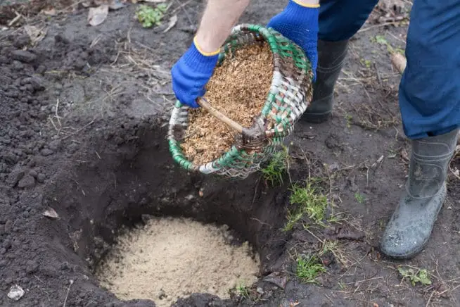Soil preparation for Blueberries
