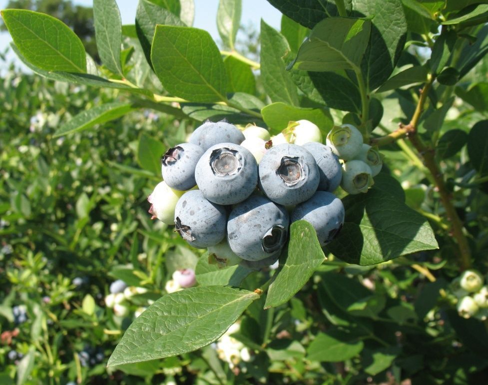 Southern Highbush Blueberries