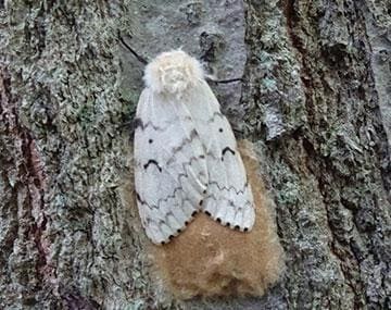 Spongy Moths