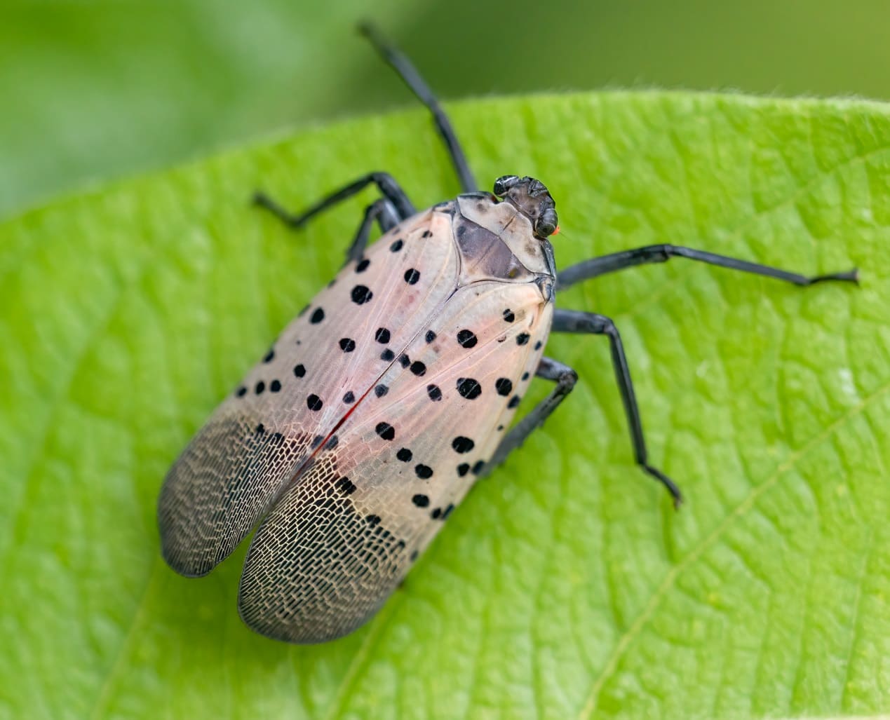 Spotted Lanternflies