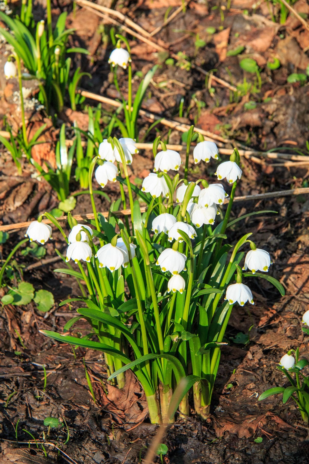 Spring snowflake (Leucojum vernum)