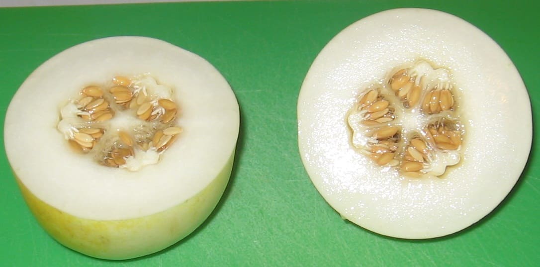 Sprite melon