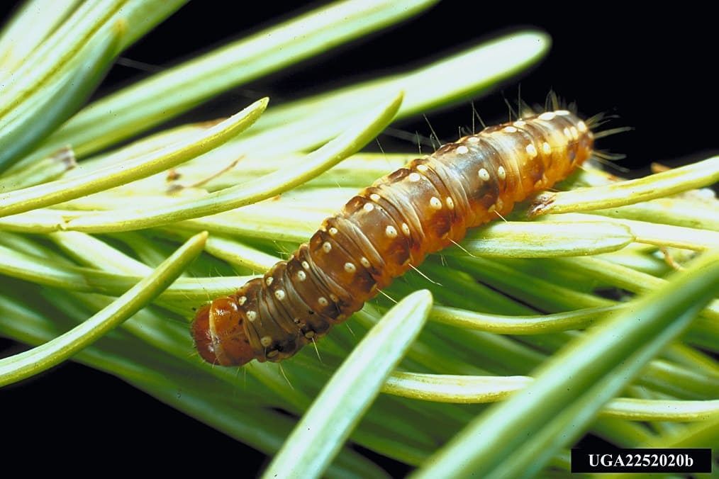 Spruce Budworms