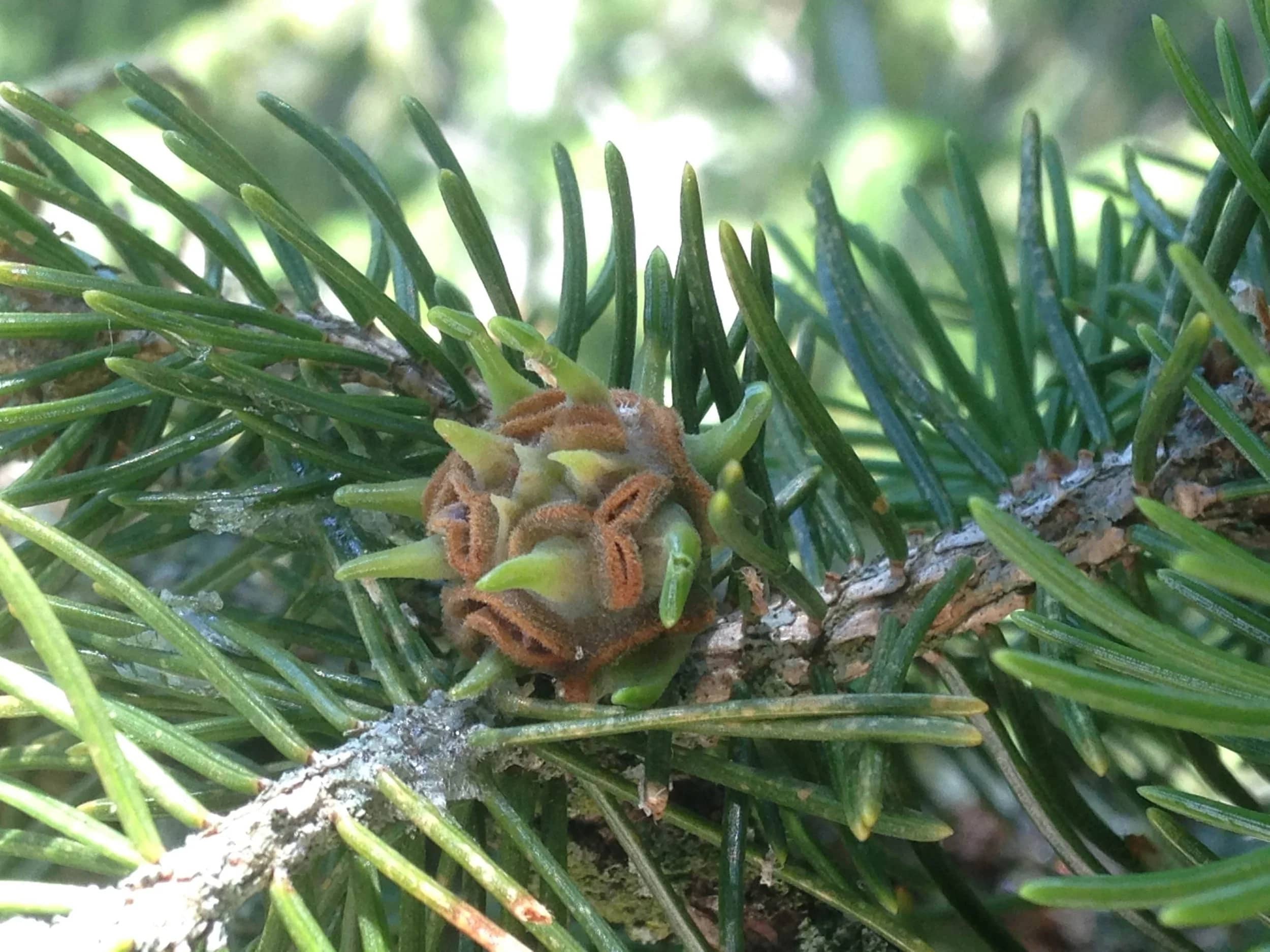 Spruce Pineapple Galls