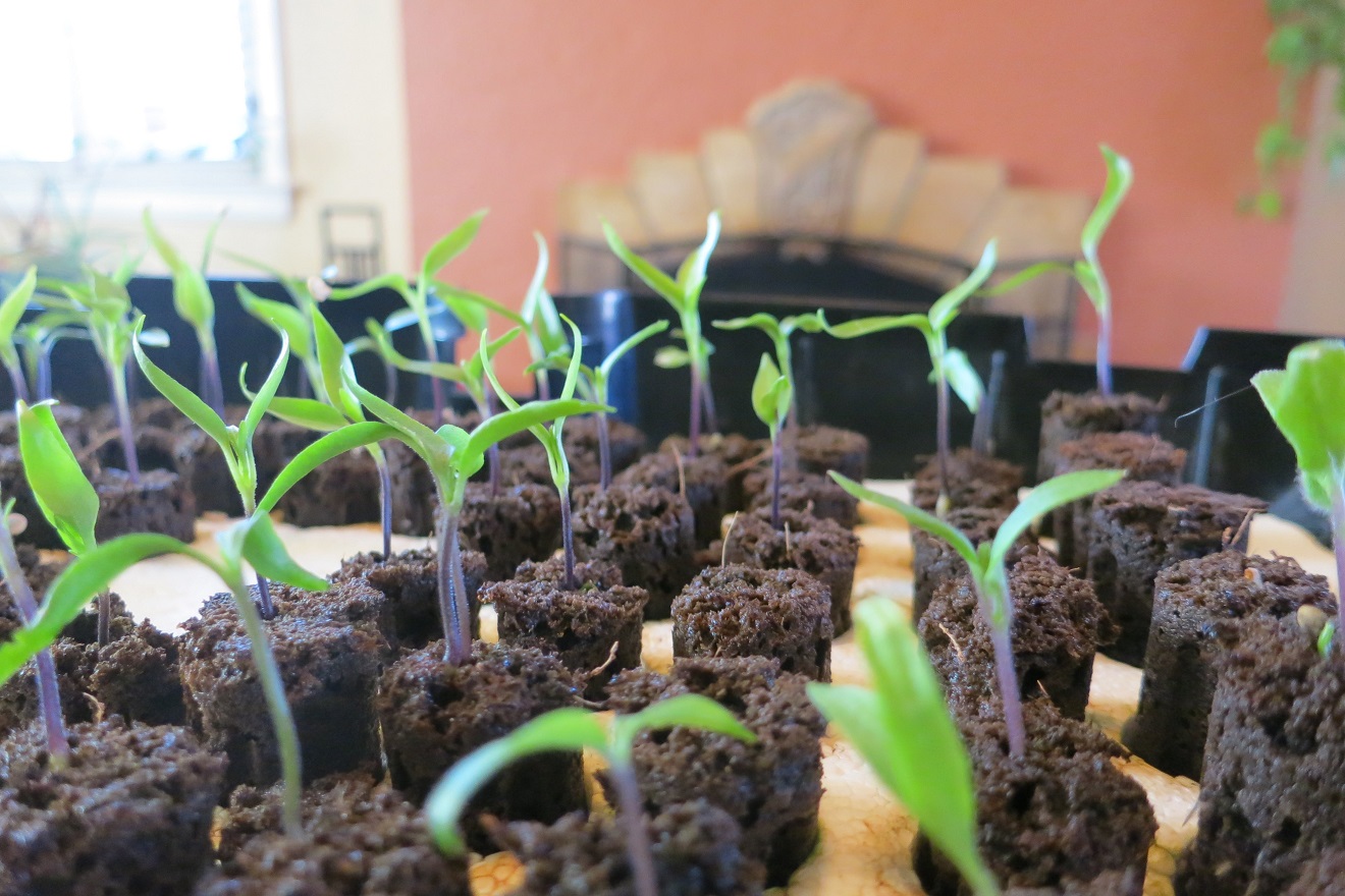 Starting bell peppers from seed indoors
