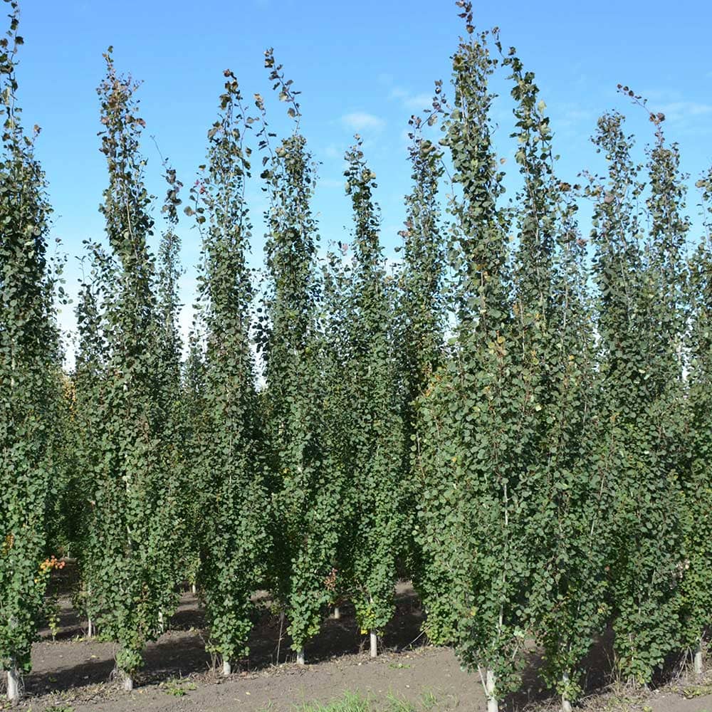 Swedish Columnar Aspen