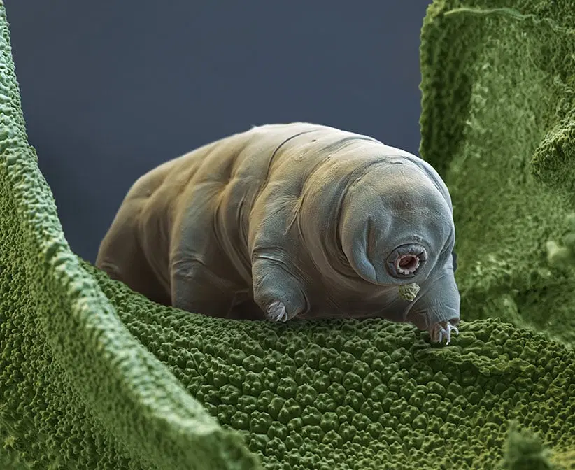 Tardigrades