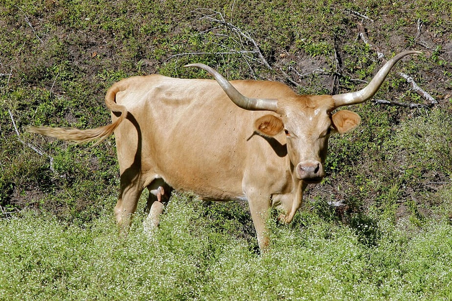 Texas Longhorn