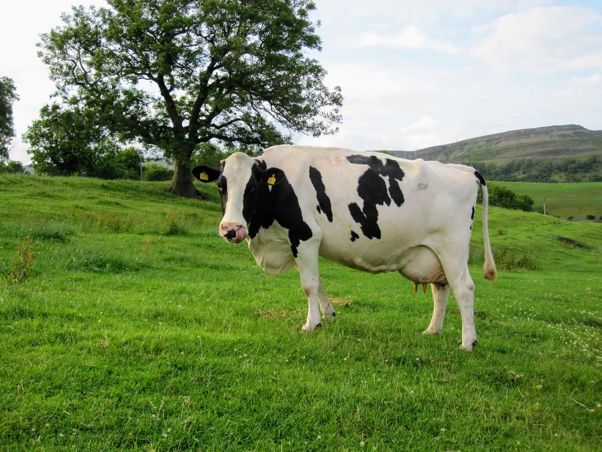 The Holstein breed