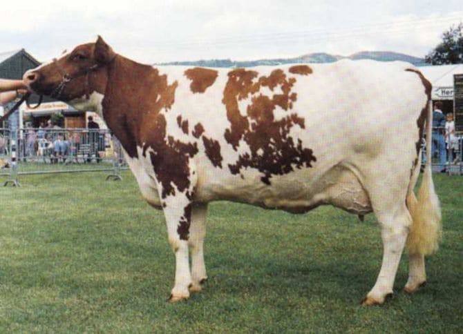 The Red and White Holstei