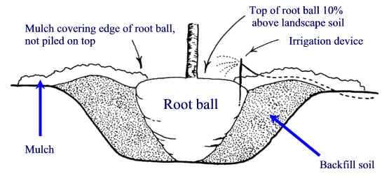 The planting hole