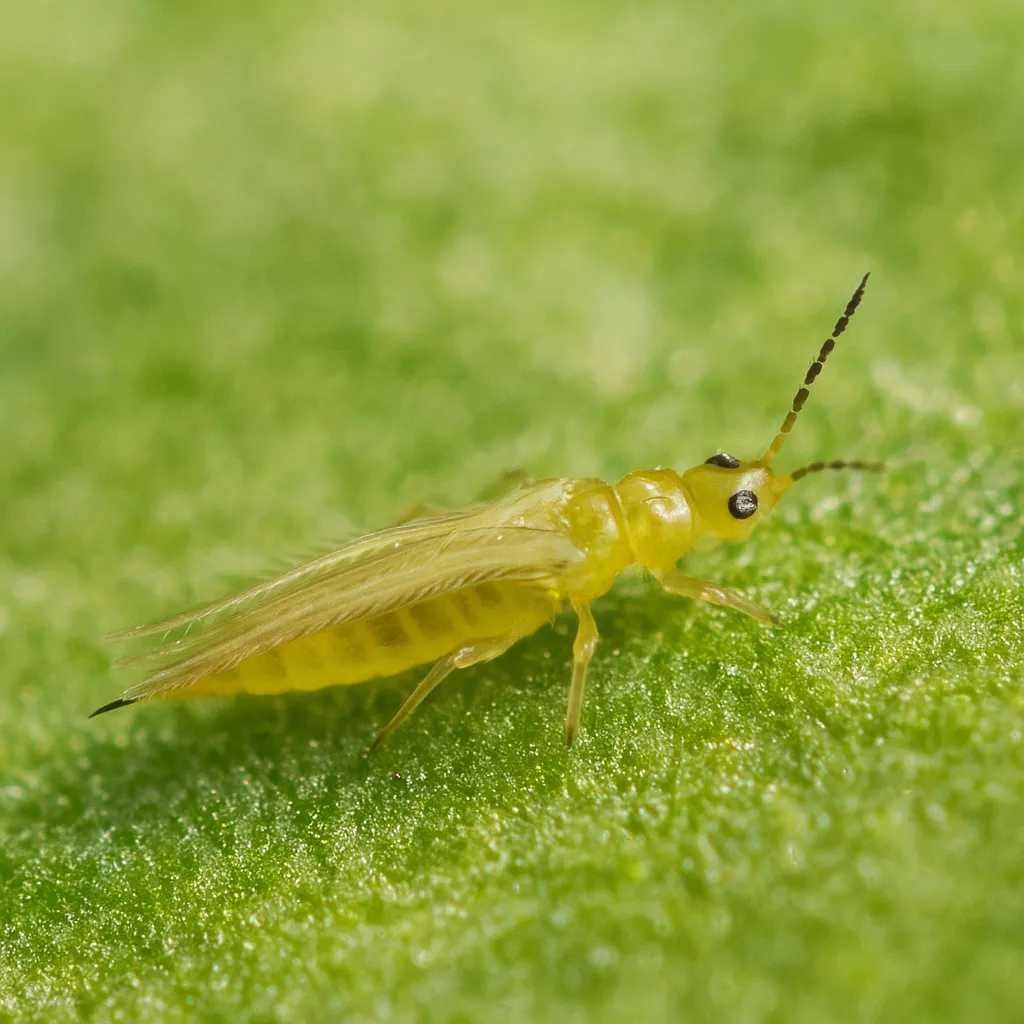Thrips