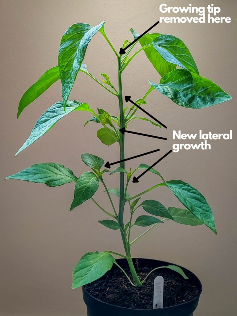 Topping Bell Pepper Plants
