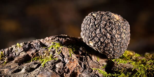 Truffle Mushrooms