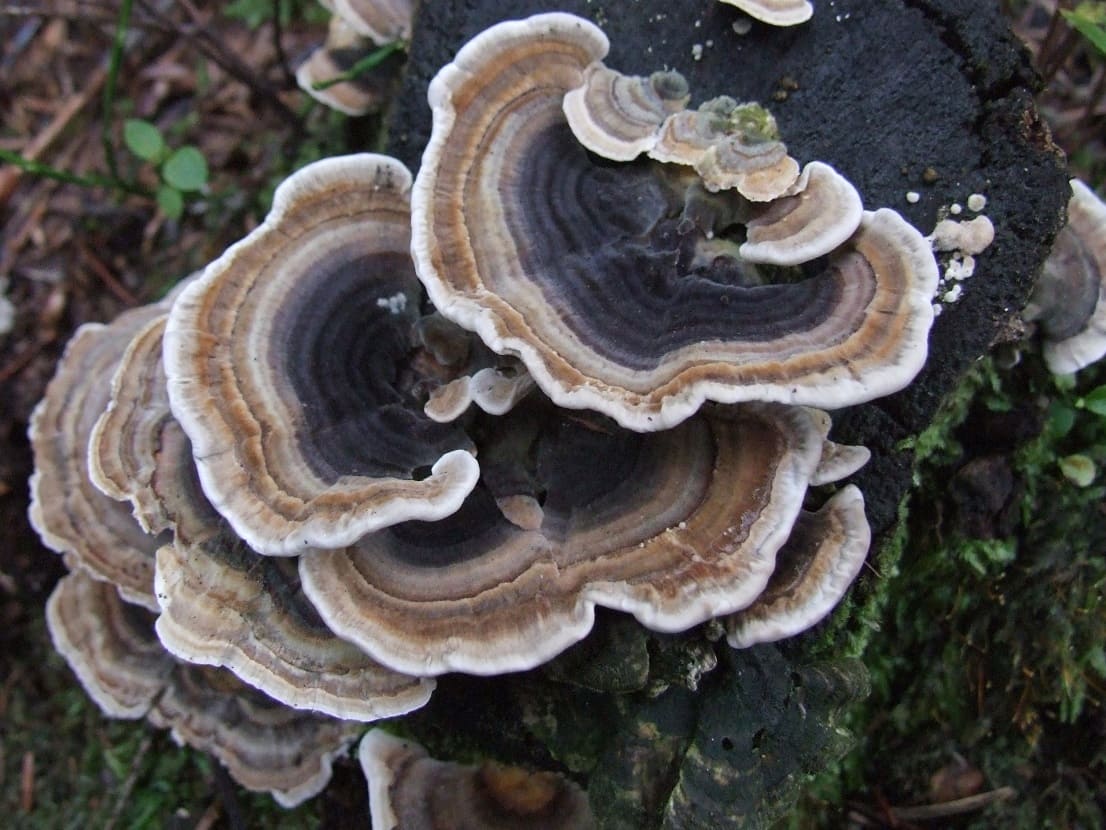 Turkey tail mushrooms
