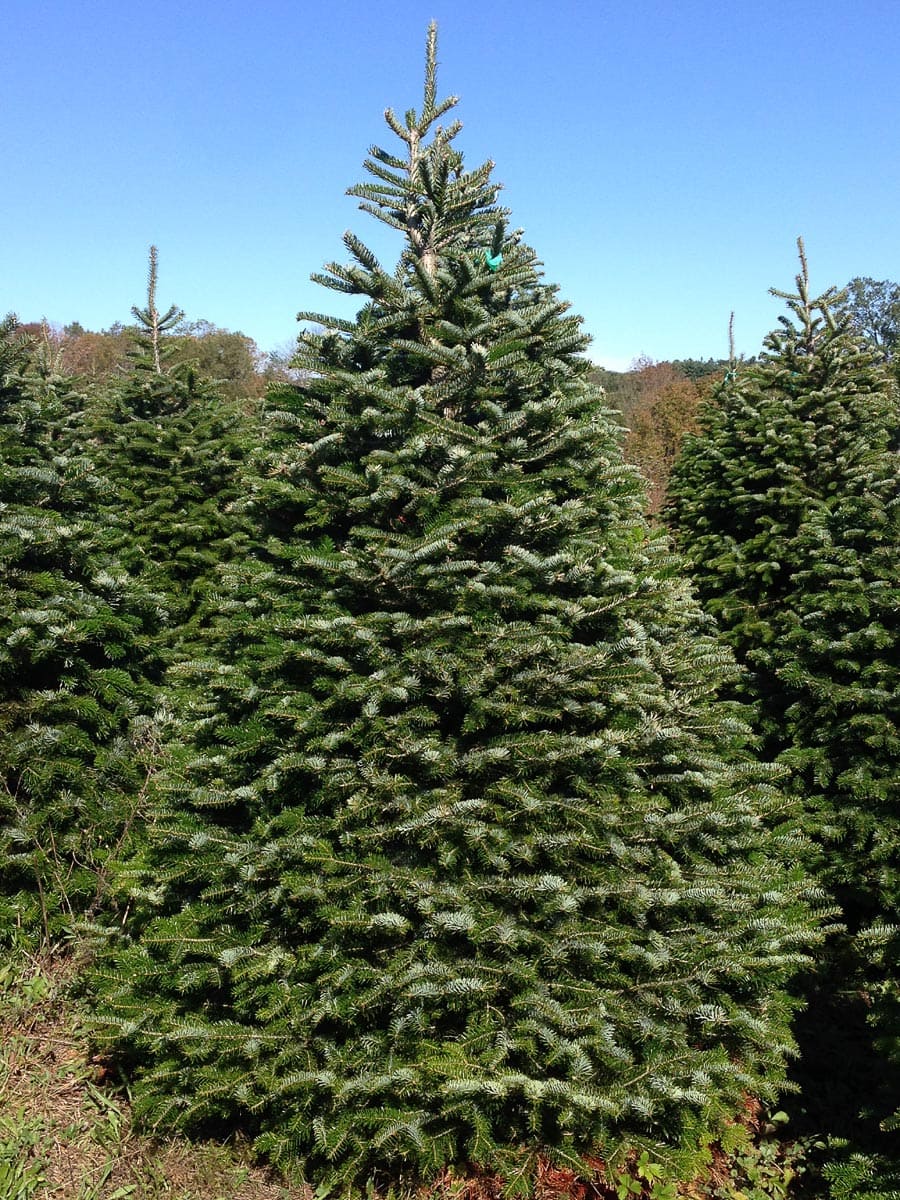 Turkish Fir