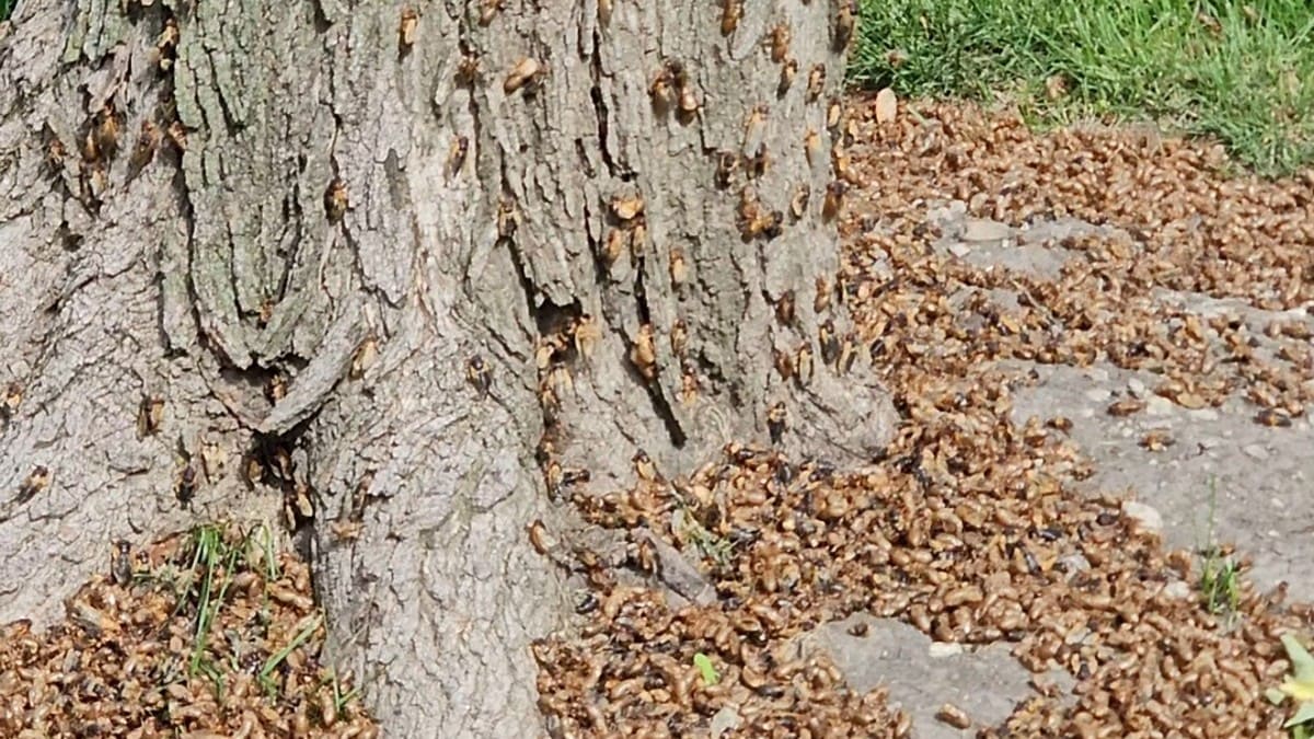 Using dead cicadas as excellent natural fertilizer