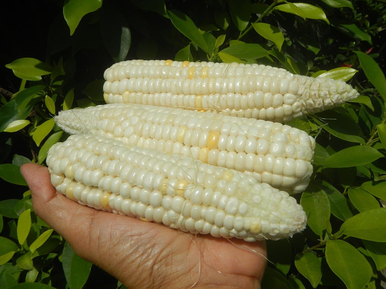 Waxy Corn