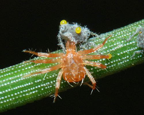 Whirligig Mites