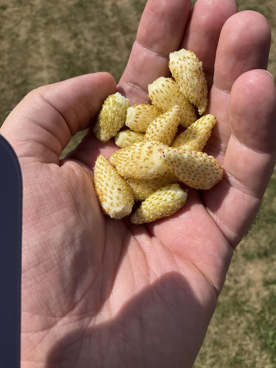 White Alpine strawberries