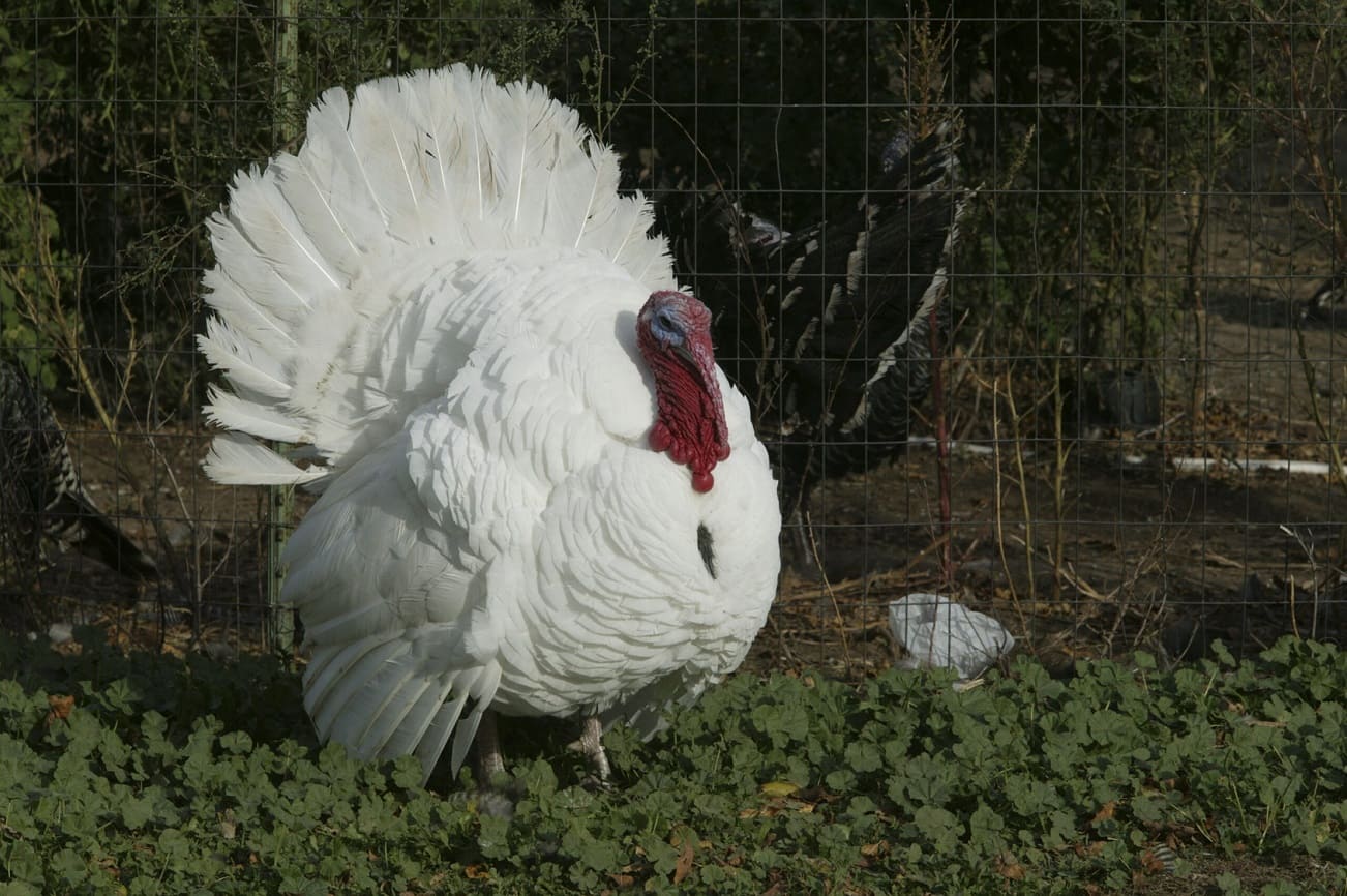 White Holland