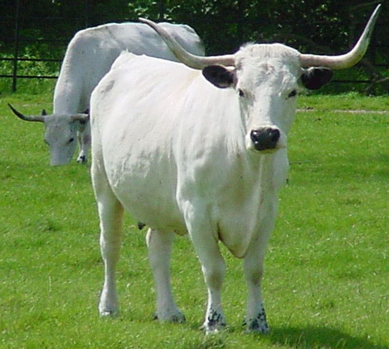 White Park cattle