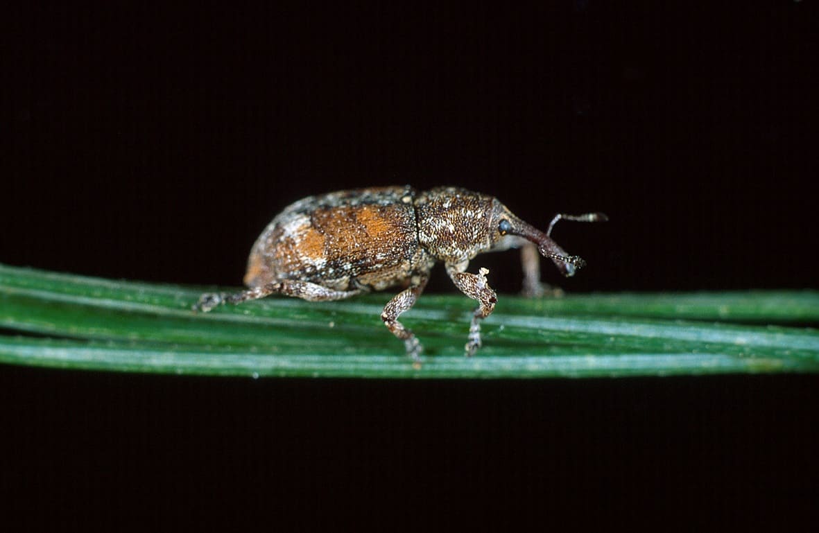 White Pine Weevils