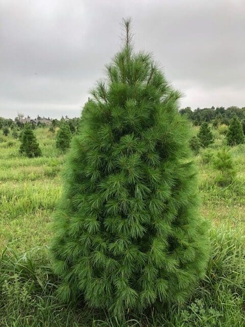 White Pine