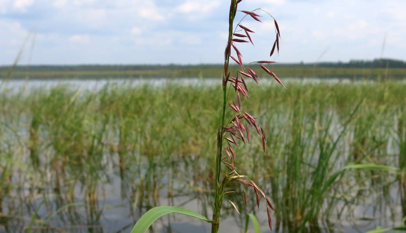 Wild Rice