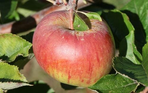 Winesap apple