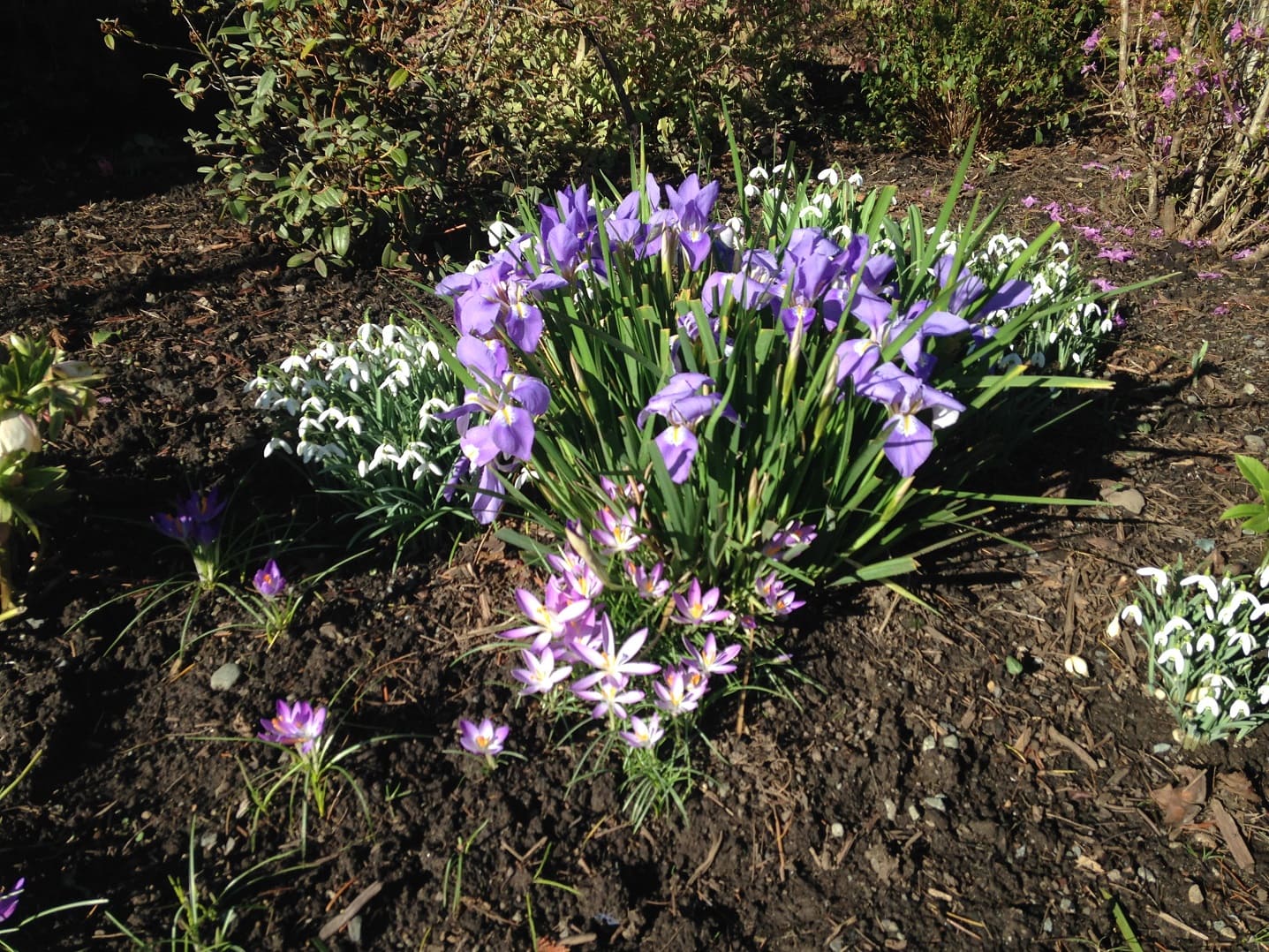 Winter-Blooming Irises
