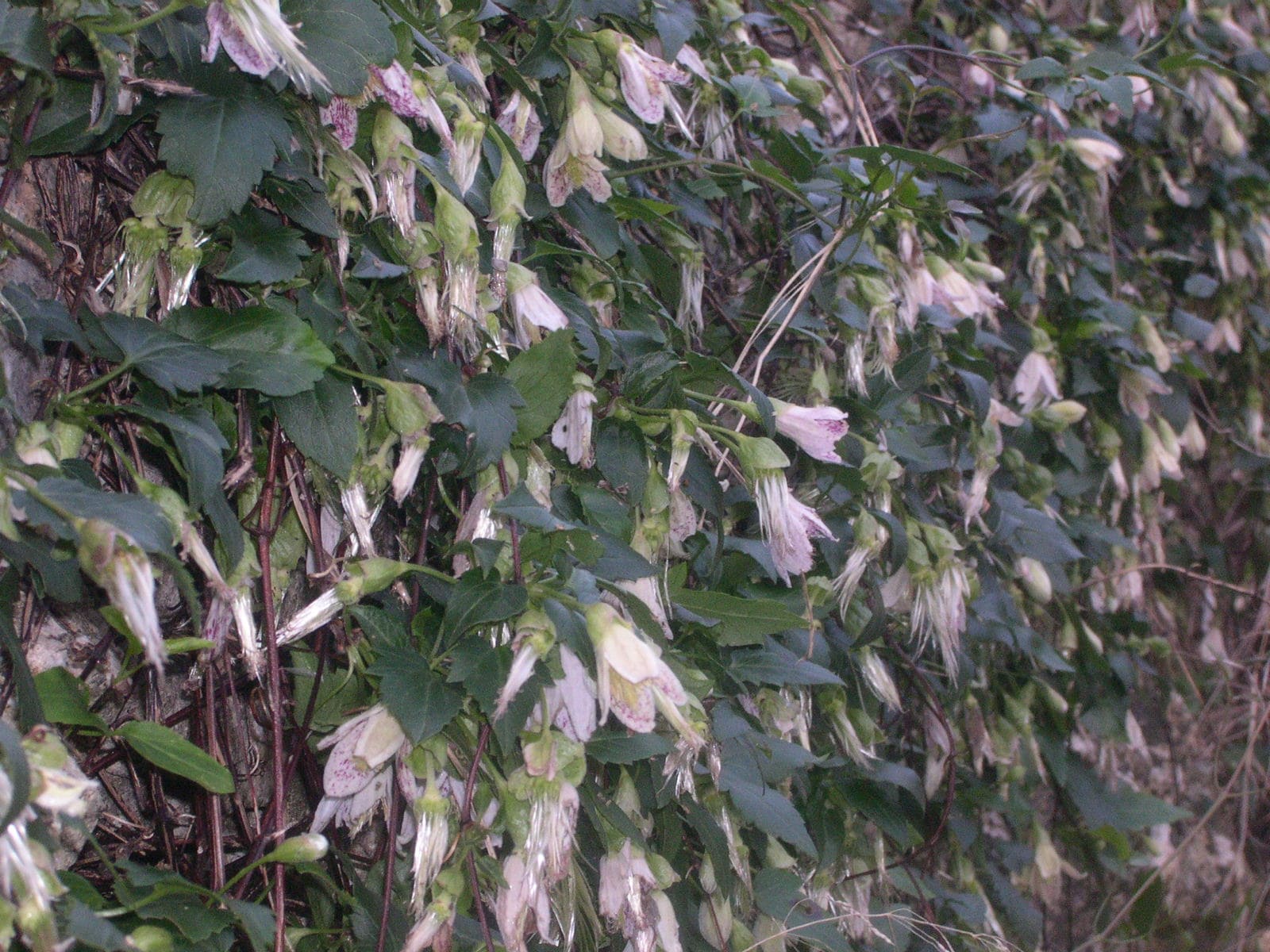 Winter-Flowering Clematis
