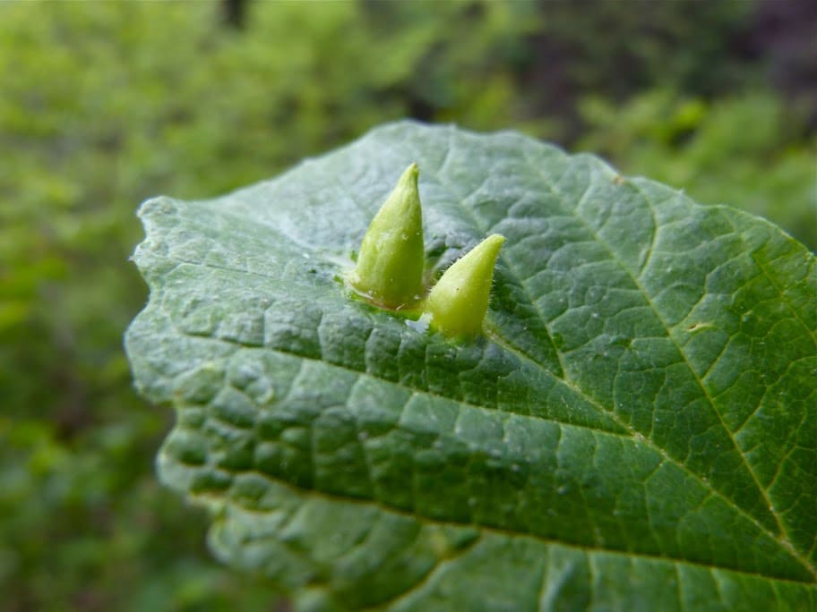 Witch Hazel Cone Galls