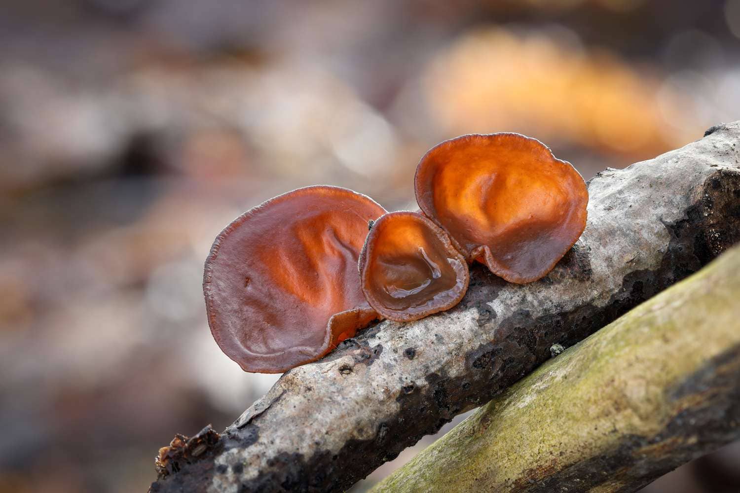 Wood Ear Mushrooms