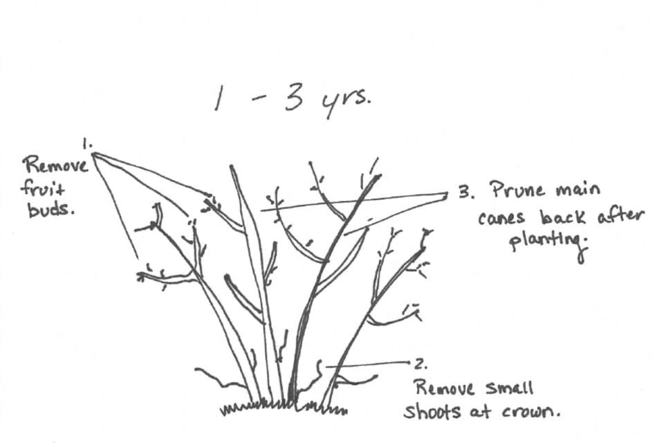 Young Blueberry Plant Pruning Strategy