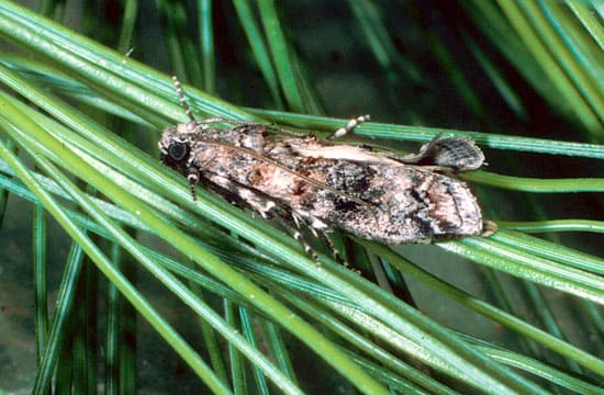Zimmerman Pine Moth