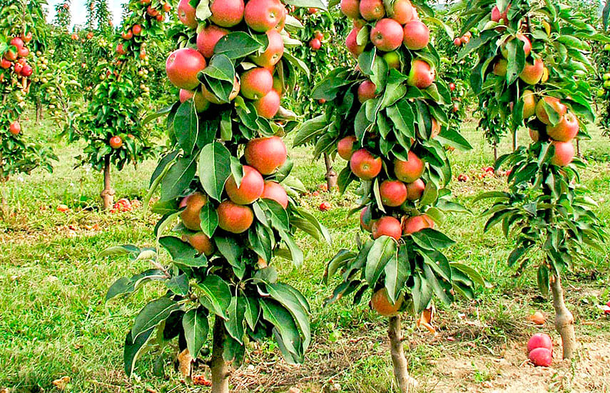 columnar apple