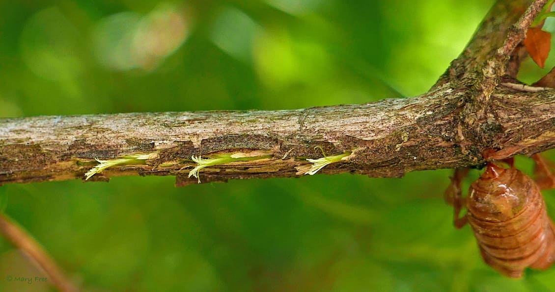 female cicadas cutting slits in branches to deposit eggs