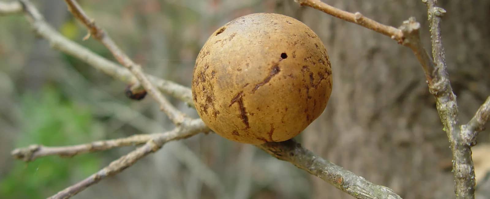 oak galls