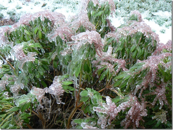 pieris